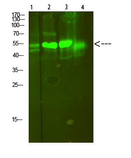 a06742s1 atp6ap1 primary antibodies wb testing 1