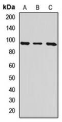 Western blot analysis of ITGB8 expression in Hela (A), mouse brain (B), rat brain (C) whole cell lysates