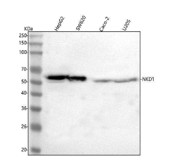 a06747 1 nkd1 primary antibodies wb testing 1