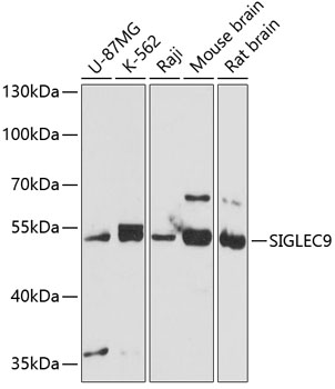 Western blot analysis of extracts of various cell lines, using SIGLEC9 antibody  at 1:3000 dilution