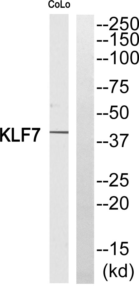 Western blot analysis of KLF7 Antibody