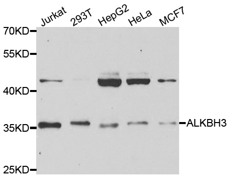 a06750 alkbh3 primary antiboties wb testing 1