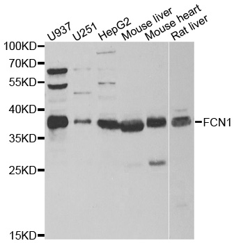 a06751 fcn1 primary antiboties wb testing 1