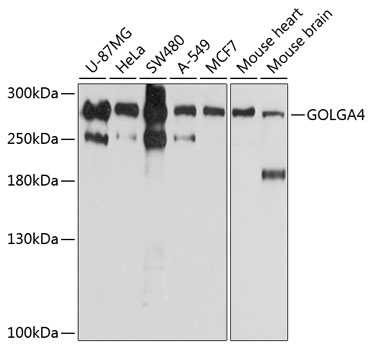 Western blot analysis of extracts of various cell lines, using GOLGA4 antibody  at 1:1000 dilution
