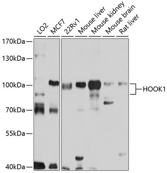 Western blot analysis of extracts of various cell lines, using HOOK1 antibody  at 1:1000 dilution