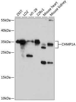 Western blot analysis of extracts of various cell lines, using CHMP1A antibody  at 1:3000 dilution