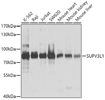 Western blot analysis of extracts of various cell lines, using SUPV3L1 antibody  at 1:1000 dilution