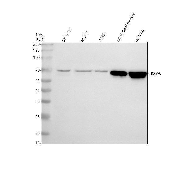  Western blot analysis of FBXW8 using anti-FBXW8 antibody (A06760-1)