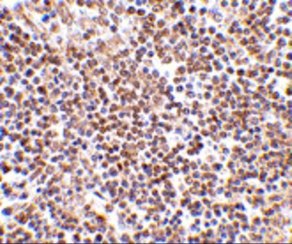 a06762 lipe primary antibodies ihc testing 2