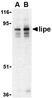 a06762 lipe primary antibodies wb testing 1