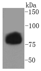 a06762s853 lipe primary antiboties wb testing 1