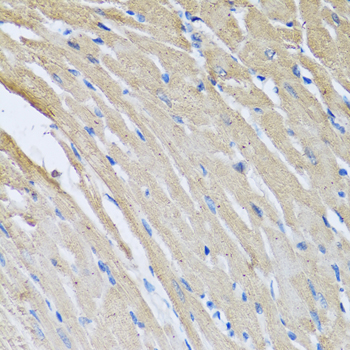 a06764 crhbp primary antiboties ihc testing 3