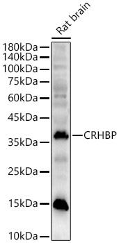 a06764 crhbp primary antiboties wb testing 1