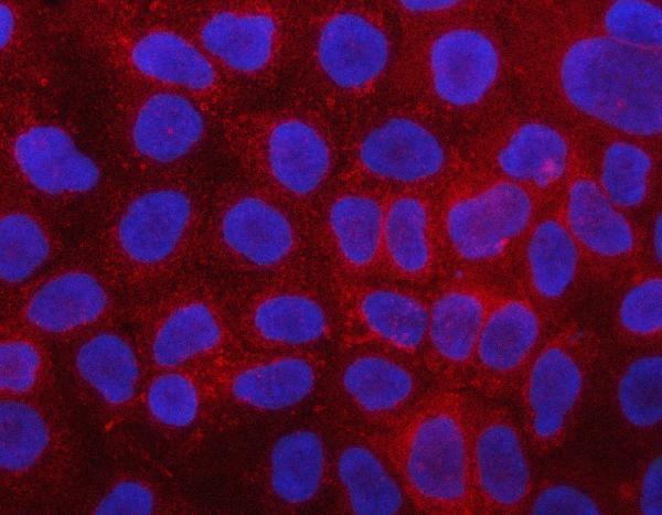 a06765 plcd3 primary antibodies if testing 2