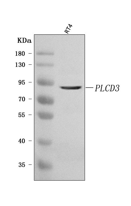 a06765 plcd3 primary antibodies wb testing 1