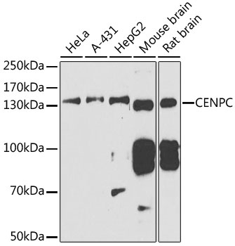 Western blot analysis of extracts of various cell lines, using CENPC antibody  at 1:1000 dilution