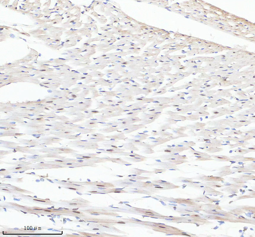 a06767 1 macrod1 primary antibodies ihc testing 3