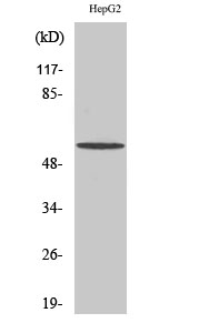 a06770 1 baiap2l1 primary antibodyes wb testing 1