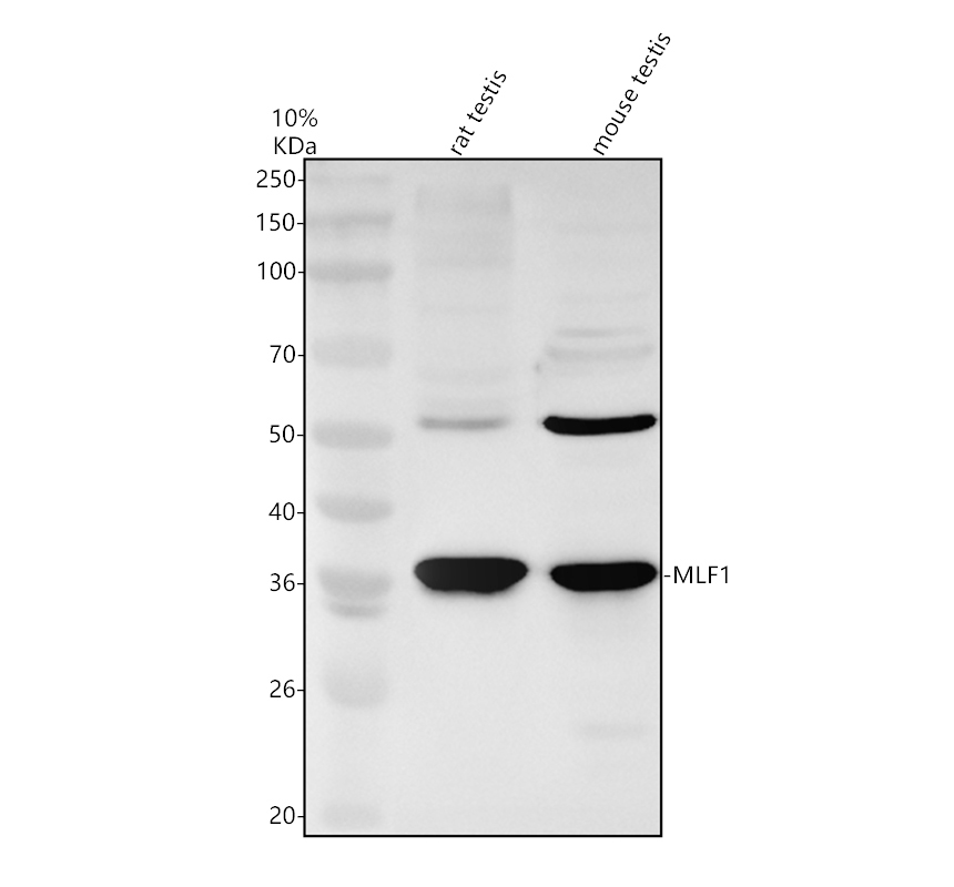 a06772 2 mlf1 primary antibodies wb testing 1