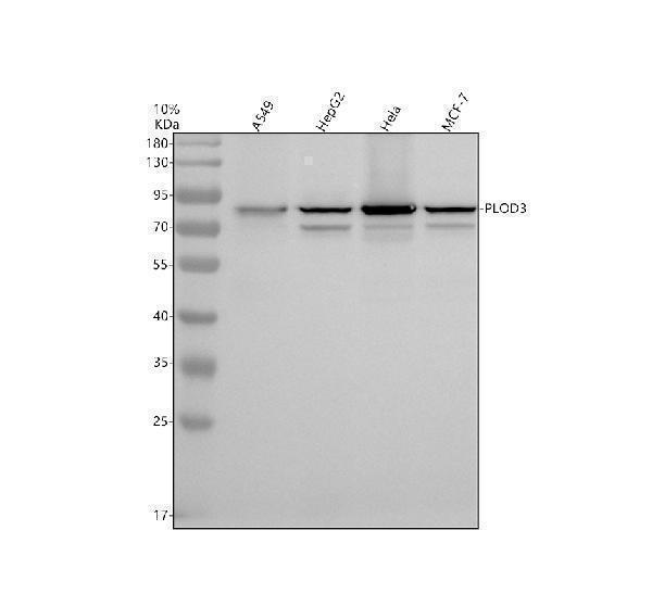 Western blot analysis of PLOD3 using anti-PLOD3 antibody (A06773-1)
