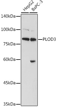 Western blot analysis of extracts of various cell lines, using PLOD3 antibody  at 1:1000 dilution