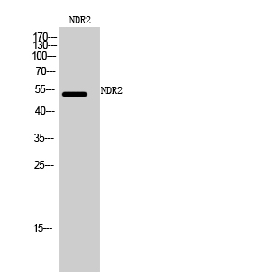 a06774 stk38l primary antibodies wb testing 2