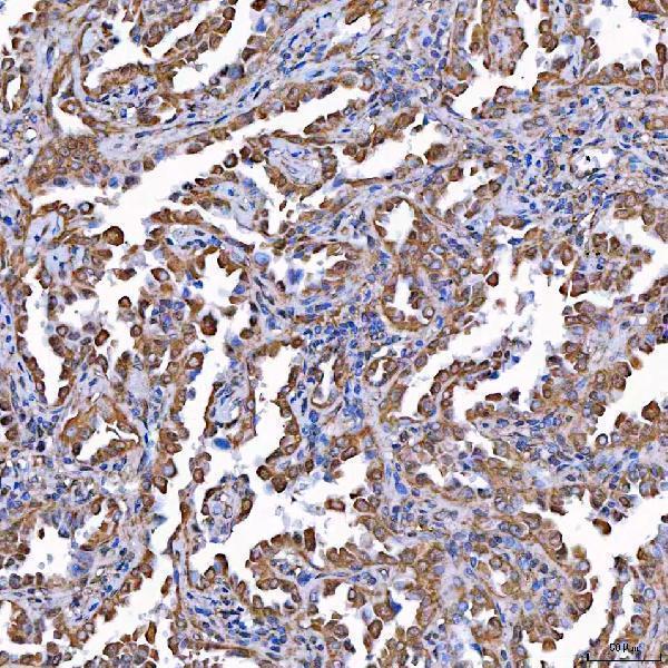 a06775 1 tomm34 primary antibodies ihc testing 5
