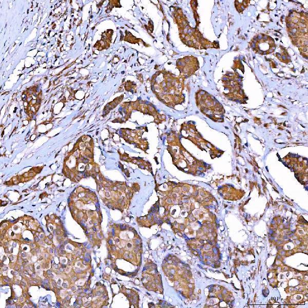 a06775 1 tomm34 primary antibodies ihc testing 7