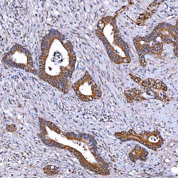 a06775 1 tomm34 primary antibodies ihc testing 8