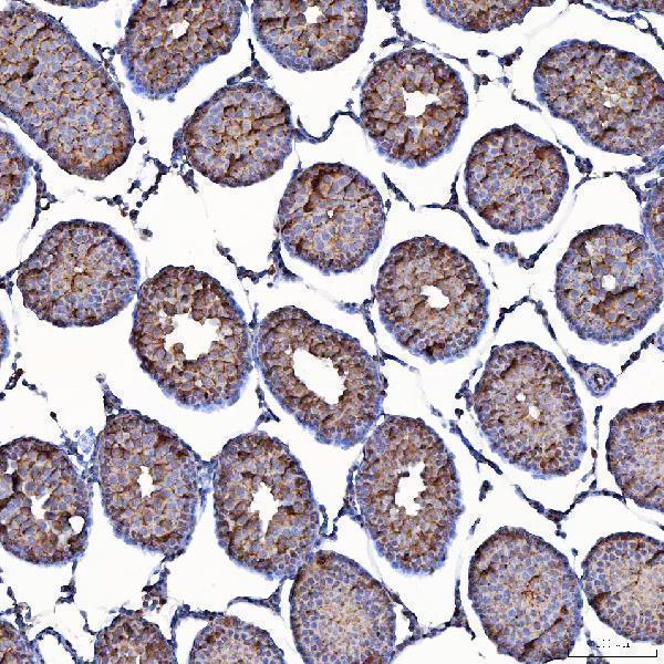 a06775 1 tomm34 primary antibodies ihc testing 9