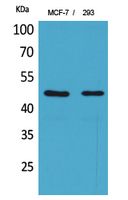 Western Blot analysis of MCF-7, 293 cells using Inhibin β-A Polyclonal Antibody