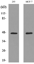 Western blot analysis of lysate from 293, MCF-7 cells, using INHBA Antibody