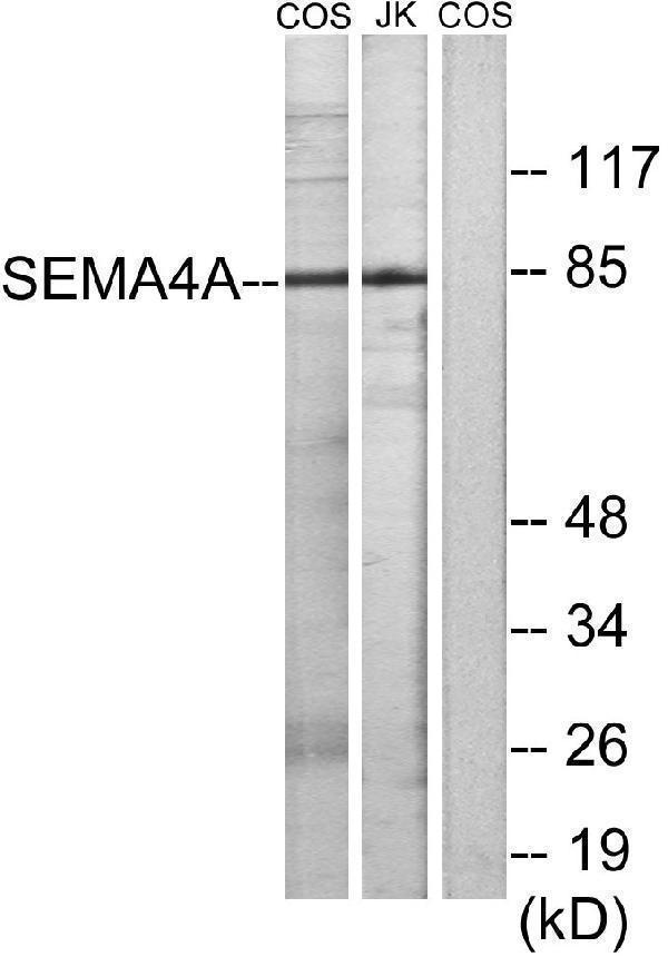 Western blot analysis of lysates from COS7 and Jurkat cells, using SEMA4A Antibody