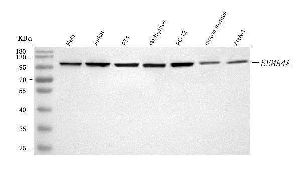  Western blot analysis of SEMA4A using anti-SEMA4A antibody (A06779-3)
