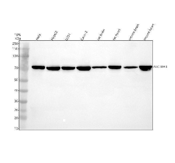 a06782 2 slc38a3 primary antibodies wb testing 1