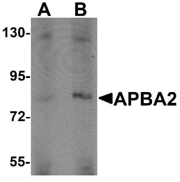 a06783 1 apba2 primary antibodies wb testing 1