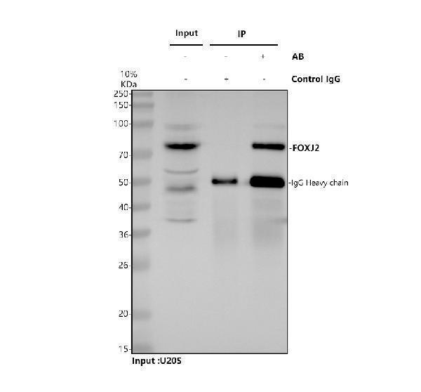 a06789 1 foxj2 primary antibodies ip testing 1