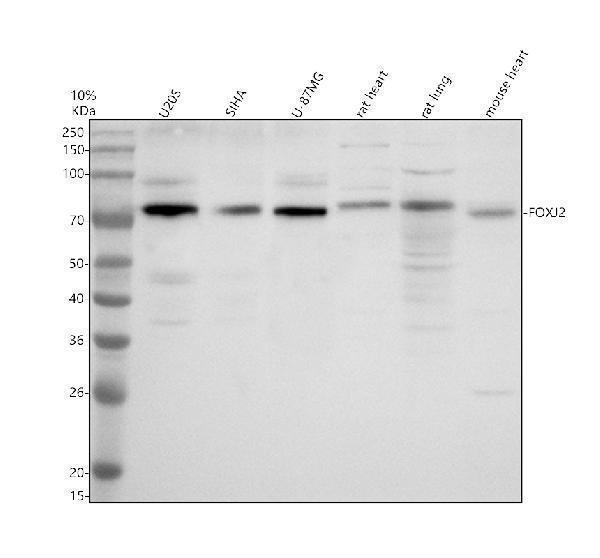 a06789 1 foxj2 primary antibodies wb testing 1