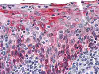 a06791 1 krt15 primary antibodyes ihc testing 3