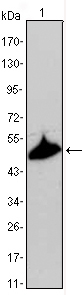a06791 1 krt15 primary antibodyes wb testing 1