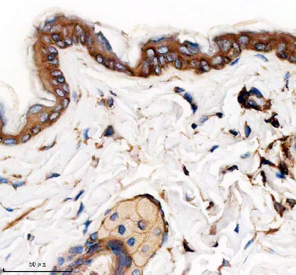a06791 4 krt15 primary antibodies ihc testing 3