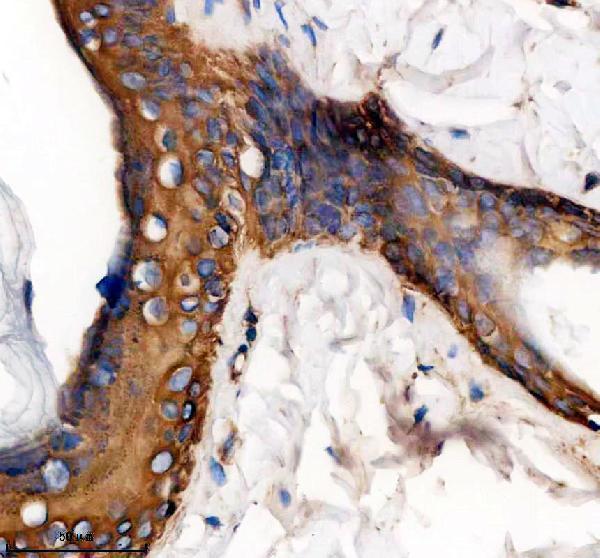 a06791 4 krt15 primary antibodies ihc testing 4