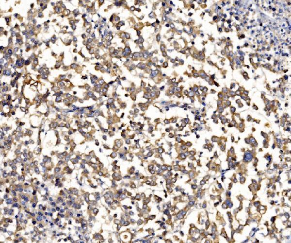 a06793 1 rpl8 primary antibodies ihc testing 4