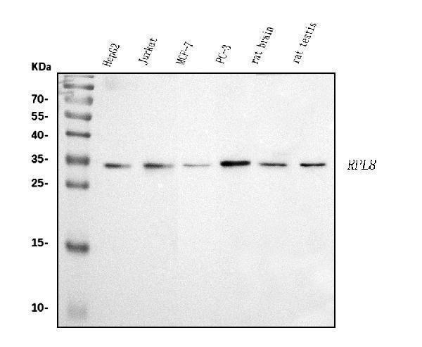  Western blot analysis of RPL8 using anti-RPL8 antibody (A06793-1)