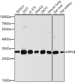 a06793 rpl8 primary antiboties wb testing 1