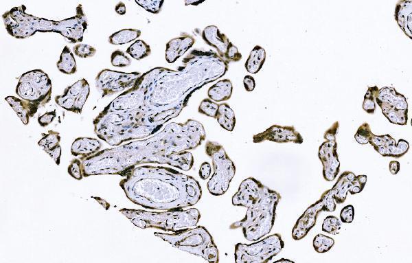 a06797 1 piwl4 primary antibodies ihc testing 2