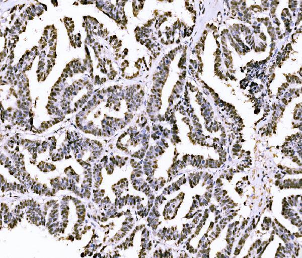 a06797 1 piwl4 primary antibodies ihc testing 3