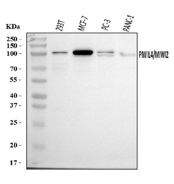 a06797 1 piwl4 primary antibodies wb testing 1