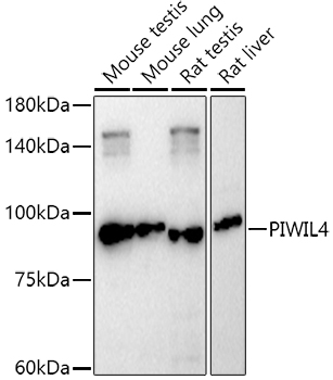 a06797 piwil4 primary antiboties wb testing 1
