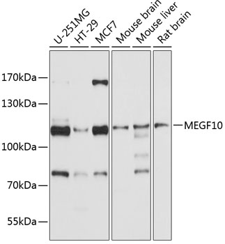 a06799 megf10 primary antiboties wb testing 1